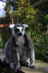 Lemur primate animal zoo