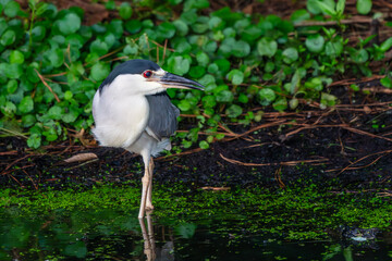 Black-crowned night heron standing in pond