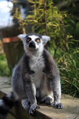 Lemur primate animal zoo