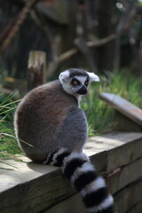 Lemur primate animal zoo