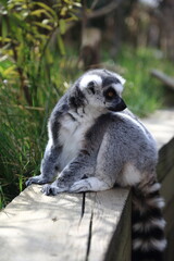 Lemur primate animal zoo