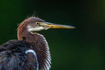 Fledgling tricolored heron