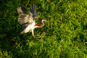 Fledgling tricolored heron landing