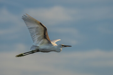 Snowy egret in flight