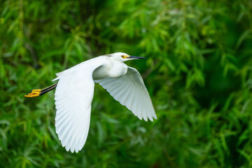 Snowy egret in flight