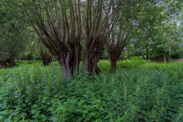 Old overgrown leafless trees in lush green nettle exude