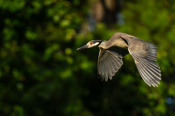 Black-crowned night heron flying