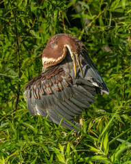 Fledgling Tricolored Heron preening