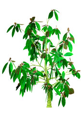 3D Rendering Saurauia Plant on White