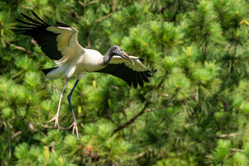 Wood stork flying with nesting material