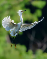 Snowy egret in flight