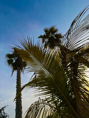 palm trees on a luxurious beach against the background of the sky and sunset