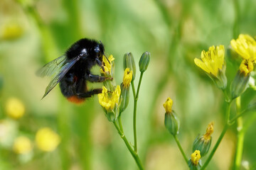 Steinhummel (Bombus lapidarius) in Seitenansicht an Blüten von Schöner Pippau (Crepis pulchra) in Deutschland