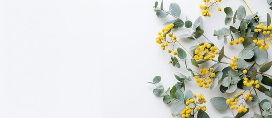 Basic mockup featuring silver leaf Cootamundra wattle blooms with a blue title card set against a white backdrop, ideal for a copy space image.