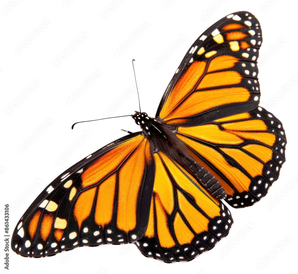 Wall mural png monarch butterfly animal insect white background.