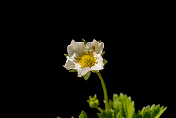 Kwiat truskawki na czarnym tle. Truskawki , na małej domowej plantacji.