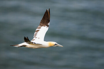 Northern Gannet, Morus bassanus, birds in flight over cliffs, Bempton Cliffs, North Yorkshire, England