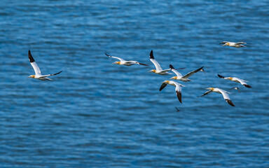 Northern Gannet, Morus bassanus, birds in flight over cliffs, Bempton Cliffs, North Yorkshire, England