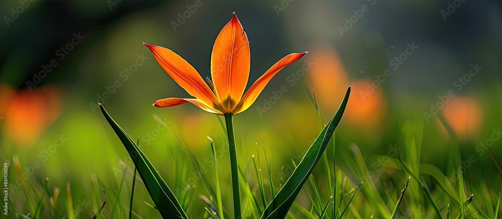 Poster close-up of an orange tulip flower in a star shape, set against a blurred green grass backdrop, crea