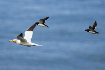 Razorbill, Alca Torda, birds in flight over sea, Bempton Cliffs, North Yorkshire, England