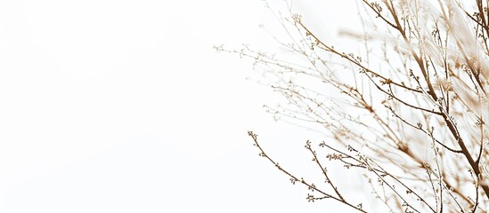 Abstract background with blurred willow branches on a white background, ideal for a copy space image.