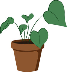 Plante d'intérieur, plante verte Monstera