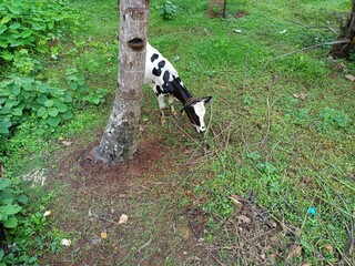 Cattle are large, domesticated, bovid ungulates widely kept as livestock. They are prominent modern members of the subfamily Bovinae