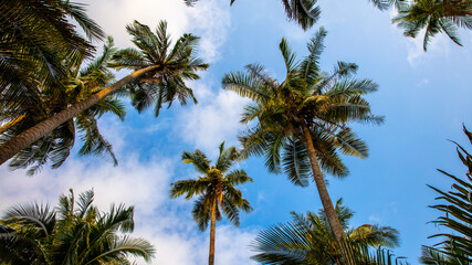 palm trees against blue sky, coconut