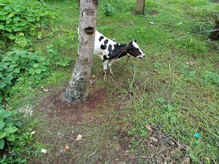 Cattle are large, domesticated, bovid ungulates widely kept as livestock. They are prominent modern members of the subfamily Bovinae