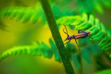 Hidden Soldier: Macro Photo of Cantharidae in Green Leaves