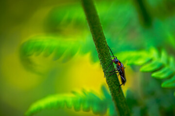 Hidden Soldier: Macro Photo of Cantharidae in Green Leaves
