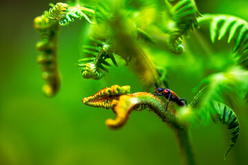 Hidden Soldier: Macro Photo of Cantharidae in Green Leaves