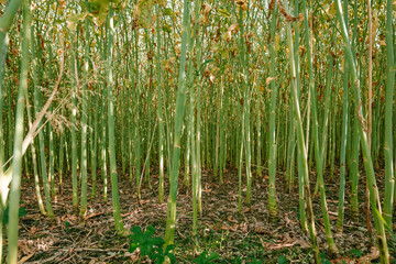 Obraz premium Green ripe rape seed oil stalks in a filed. Low angle ground level shot, summer day, no people