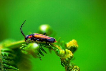 Hidden Soldier: Macro Photo of Cantharidae in Green Leaves