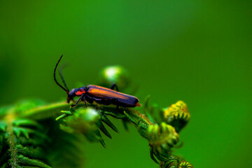 Hidden Soldier: Macro Photo of Cantharidae in Green Leaves