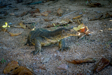 Komodo dragon at Tioman Island, Malaysia