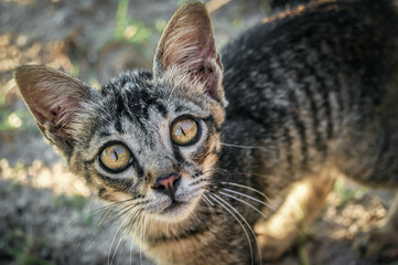 Young cute cat stray cat with big ears looking up