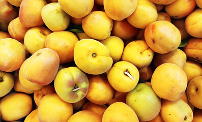 green apricot and green apricot, yellow apricot