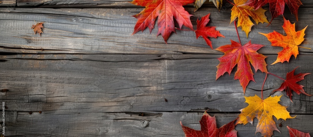 Poster autumn maple leaves in vibrant colors placed on a wooden backdrop, with space for additional images.