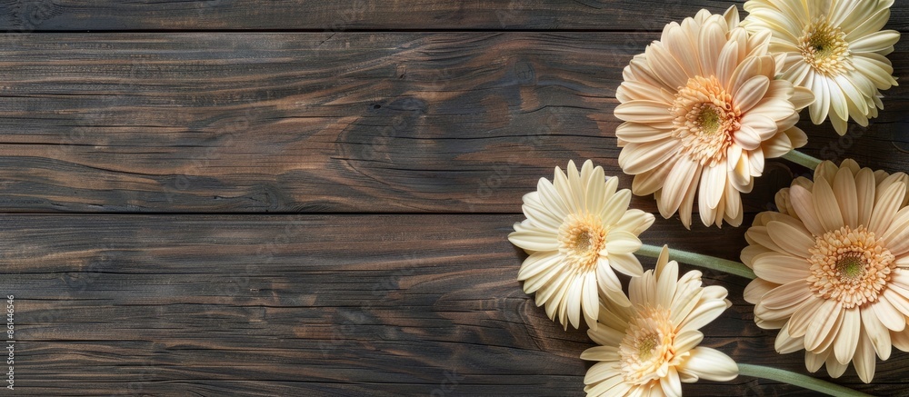 Aufkleber close-up beige gerbera flowers creating a border on a dark wooden table background with copy space i