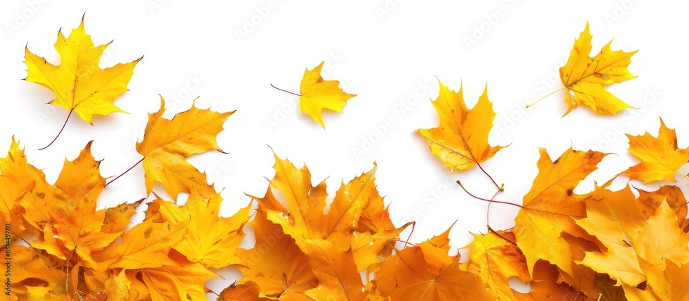Aufkleber Autumn-themed with numerous yellow maple leaves on a white backdrop offering space for text; it's an ideal background for autumn projects or themes. image with copy space