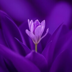 Fototapeta premium Lavender flower on a purple background