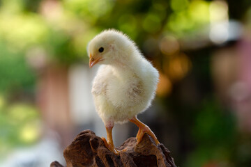 Cute little chicken isolated on nature background 