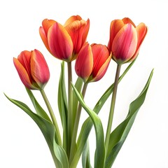 tulipanes isolated isolated on white background. beautiful tulips genrated by AI.