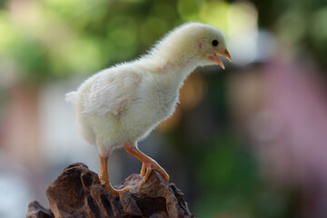 Cute little chicken isolated on nature background 