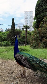 A beautiful peacock walks against a background of plants. Vertical video.