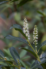 A bush blooming with white flowers in autumn park. Beautiful scenery in Germany.