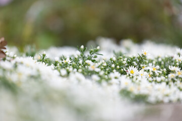 White, delicate flowers blooming in the autumn garden. Parkland scenery in Dusseldorf, Germany.