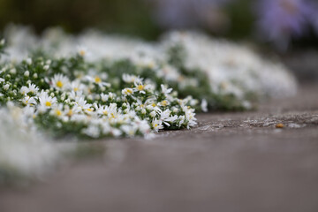 White, delicate flowers blooming in the autumn garden. Parkland scenery in Dusseldorf, Germany.