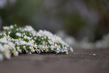 White, delicate flowers blooming in the autumn garden. Parkland scenery in Dusseldorf, Germany.